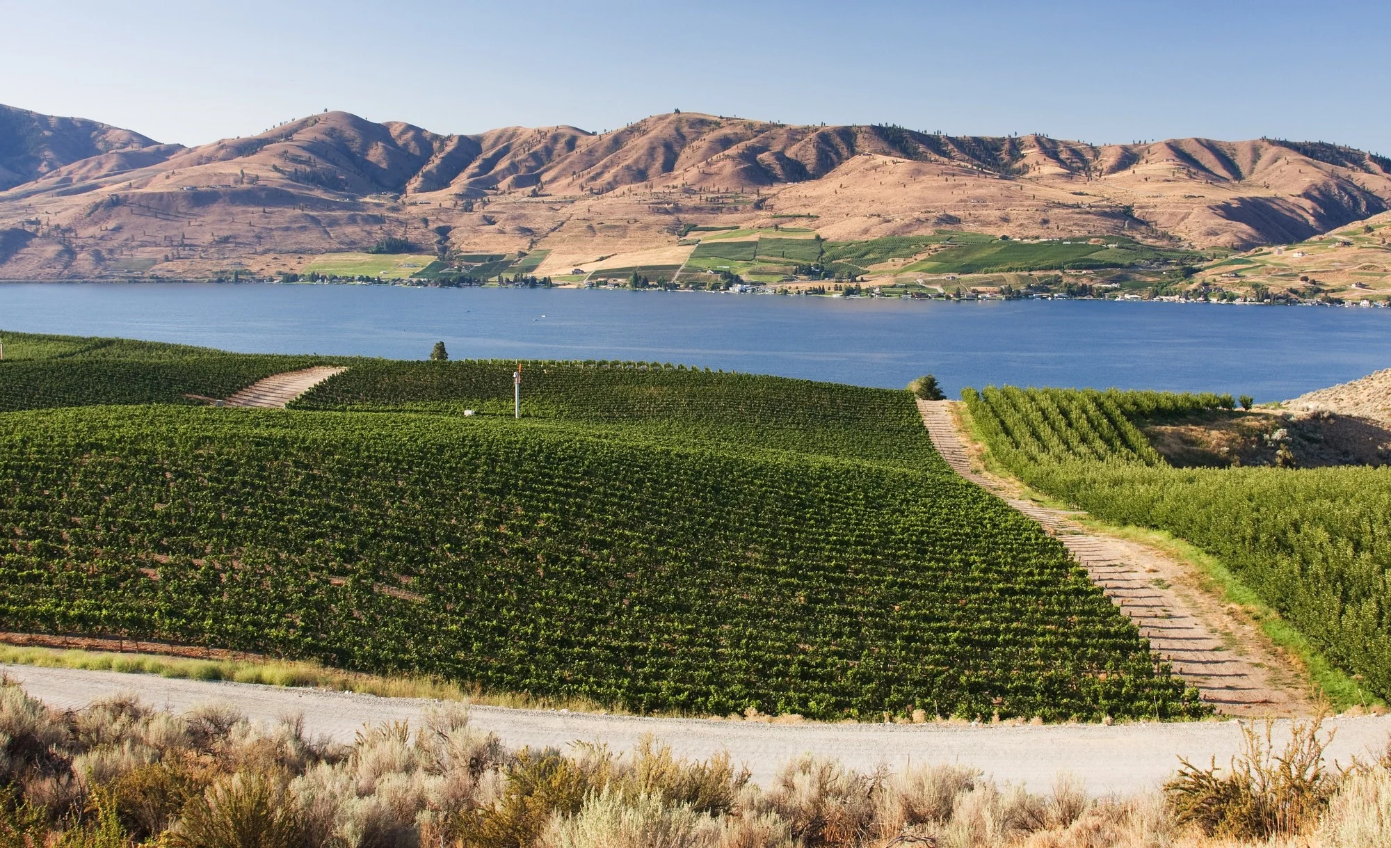 Green vineyard hills above a blue lake beneath an open sky